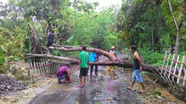 Hujan Deras Disertai Angin Kencang, 11 Pohon Jati Tumbang